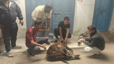 बरछा पारा में नंदी महाराज पर एसिड अटैक, प्रयास सेवा (गौ सेवा) संस्थान ने किया त्वरित इलाज... - Console Corptech