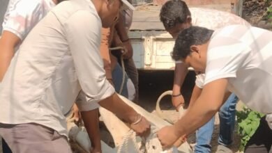 प्रयास गौसेवा संस्थान चांपा ने किया नन्दी बाबा का सफल रेस्क्यू ऑपरेशन तीन दिनों से मचा था कोहराम... - Console Corptech